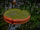 Planta, Jardín Botánico, Guanica, Puerto Rico