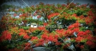 Flamboyan, Arecibo, Puerto Rico