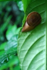 Caracol, Fauna, Animal