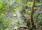 Bosque, Canal de Riego, Aguada, Puerto Rico