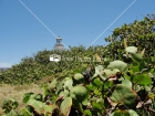 Faro, Vegetacion, Cabo Rojo, Puerto Rico