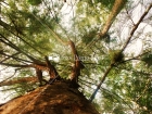 Arbol, San Sebastian, Puerto Rico