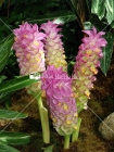 Flores Lilas, Corozal, Puerto Rico