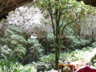 Flora, Cavernas, Puerto Rico