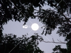 Luna entre los Arbustos, Corozal, Puerto Rico