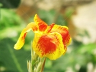 Flower, Flor, Flores, Puerto Rico