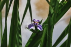 Flor Morada, Flor, Flores, Puerto Rico