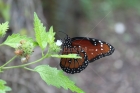 Mariposa Pecosa