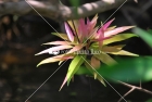 Flor del Lago, Toa Alta, Puerto Rico