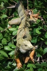 Gallina de Palo, Lagarto, PR