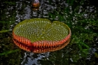 Planta, Jardín Botánico, Guanica, Puerto Rico