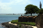 Arbol, Bahia, San Juan, Puerto Rico