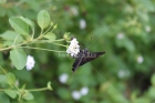 Mariposa, Insecto