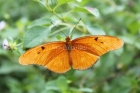 Mariposa Naranja, Animal, Fauna