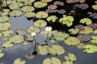 Flores Blancas, Flora