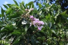 Reina de las Flores, Flora, Puerto Rico