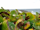 Vegetacion, Marina, Isabela, Puerto Rico