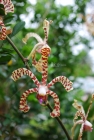 Orquidea, Flora, 