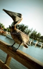 Pelicano, La Guancha, PR