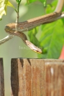 Serpiente, Animal, Puerto Rico