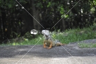 Iguana de Palo, Toa Baja, Puerto Rico