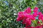 Flor, Cabo Rojo, Puerto Rico