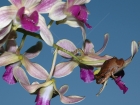 Coqui, Fauna, Flora, Puerto Rico