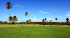 Palmeras, Campo de Golf, Puerto Rico