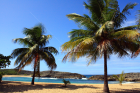 Palmeras, Mar Chiquita, Manati, Puerto Rico