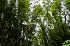 Arboles del Yunque, Rio Grande, Puerto Rico